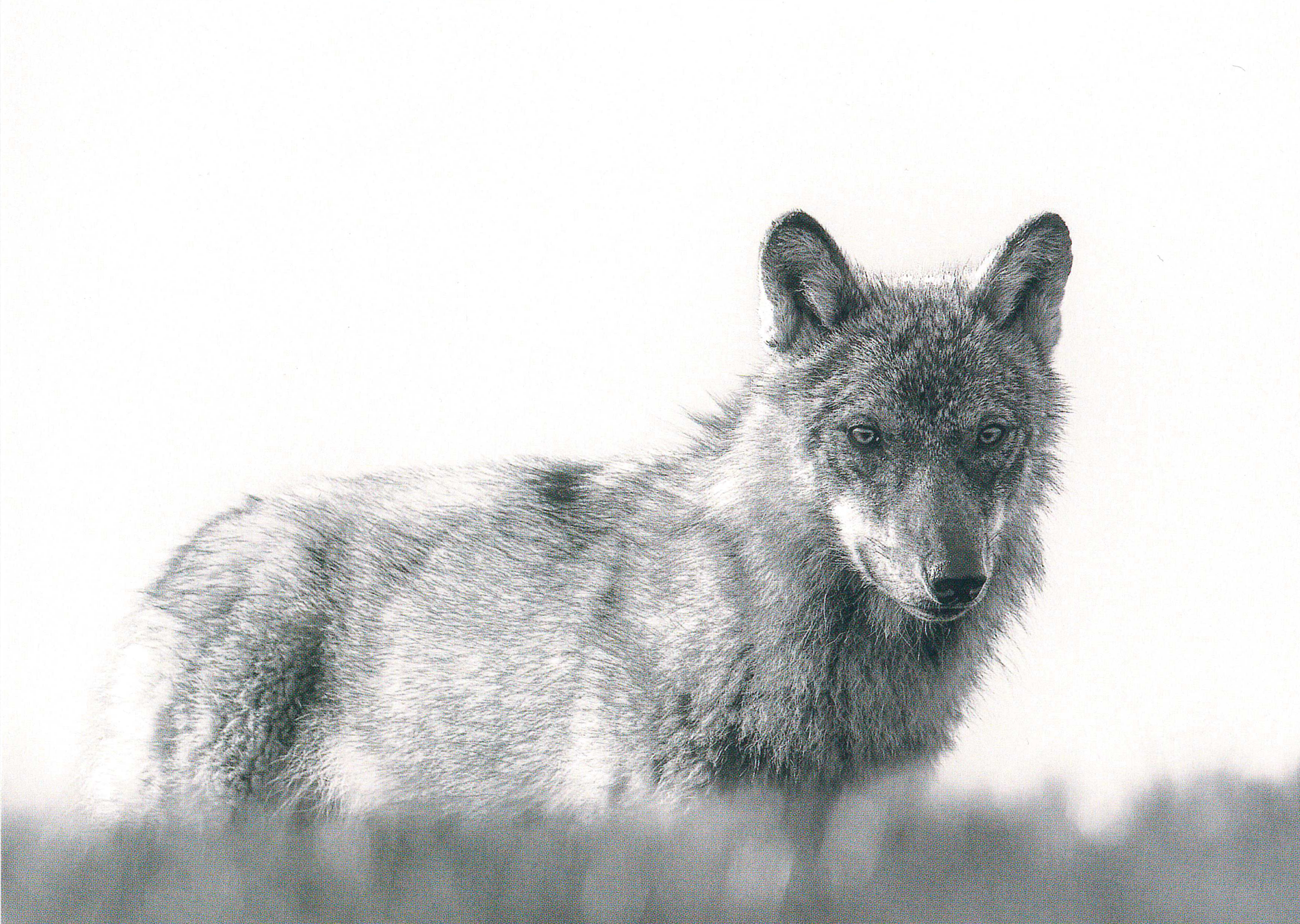 Postkarte Calanda-Wolf, Nr.2